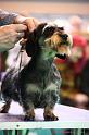 Crufts2011_2 1536